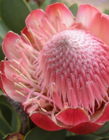 Protea dracomontana florets in various stages